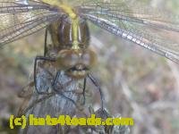 /home//u458753944/public_html/sourcegallery//////////Insects and small critters/dragonflies and damselflies/P1070474.JPG